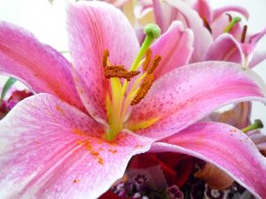 services - daylily